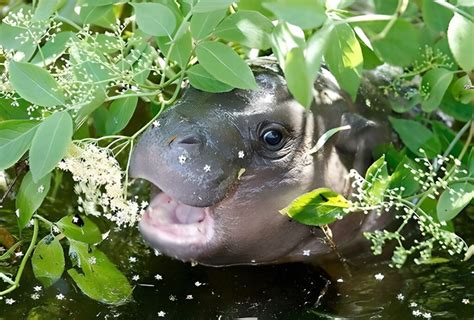 Pygmy Hippos - A Peek into Their Habitat and Diet