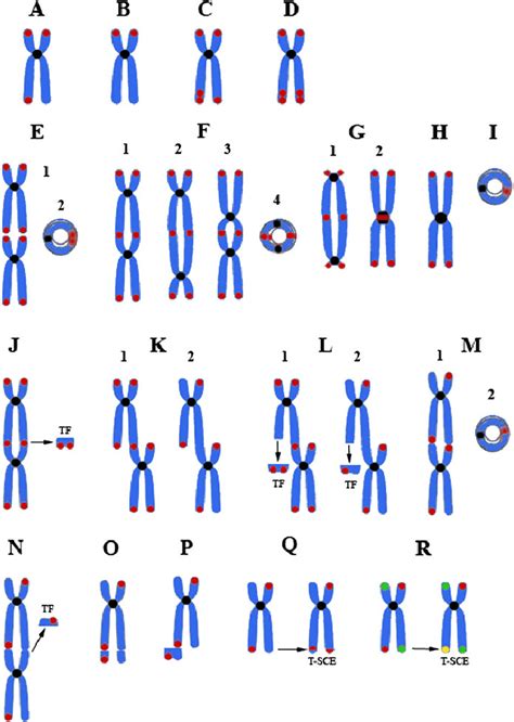 Schematic representation of chromosomal aberrations directly involving... | Download Scientific ...