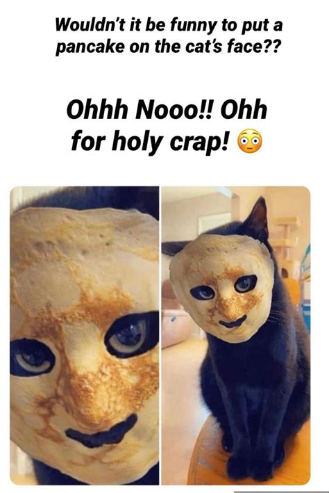 Pancake Face Cat - Don’t Do It!! | Cat face, Cats, Teddy bear