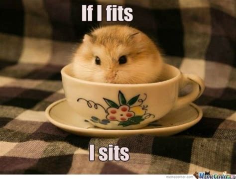 29 of the Cutest Hamster Memes We Could Find (So Far) | Let's Eat Cake