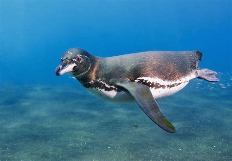 Photo of the Day: Galápagos Penguin | Audubon