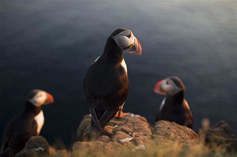 Puffin hunting in Iceland: Breeding collapse due to climate change.