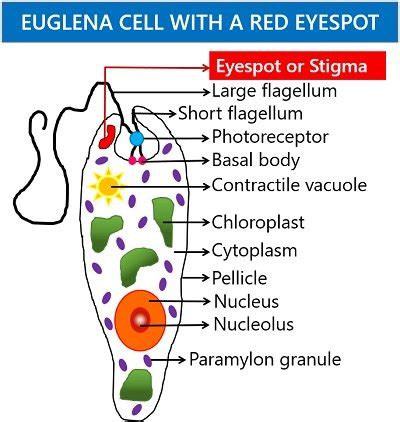 A Labeled Eyespot