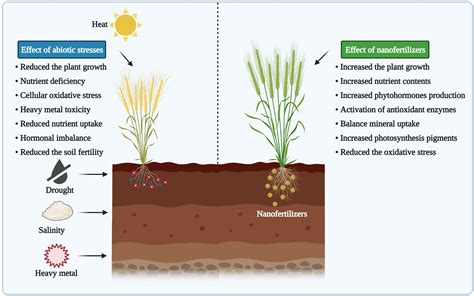 Are Plants Abiotic