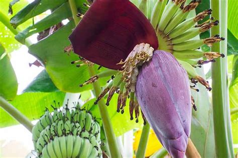 7 Manfaat Super 'Ontong' Si Jantung Pisang Bagi Kesehatan, Salah Satunya dapat Memperbaiki Mood ...