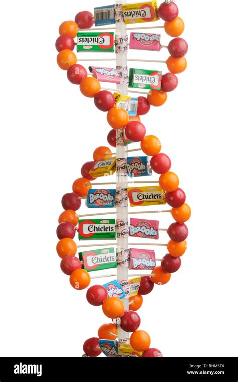 DNA double helix model made of gum balls and candy boxes and wrappers ...