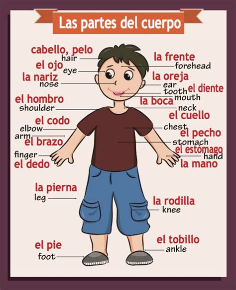 Spanish/english Classroom Poster Body Parts - Etsy | Partes del cuerpo ...