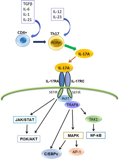 | The production of IL-17A, its receptor and transduction signaling ...