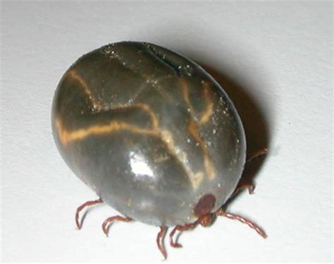 New invasive tick species found in Pennsylvania