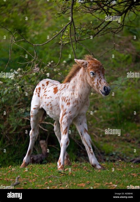 Appaloosa horse foal hi-res stock photography and images - Alamy