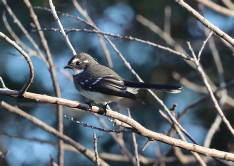 The birds of May — Mallee Conservation