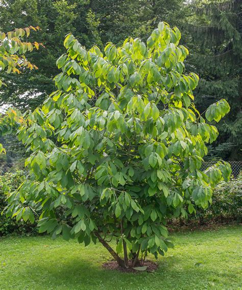 Pawpaw tree care and growing guide –expert tips for success | Homes & Gardens