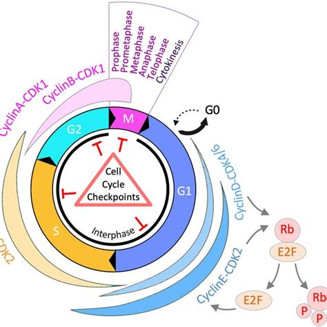 Overview of the eukaryotic cell cycle. Illustration of the different ...