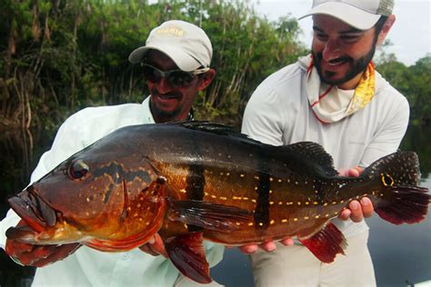 Florida Peacock Bass Record Falls After Nearly 30 Years! - Florida Sportsman