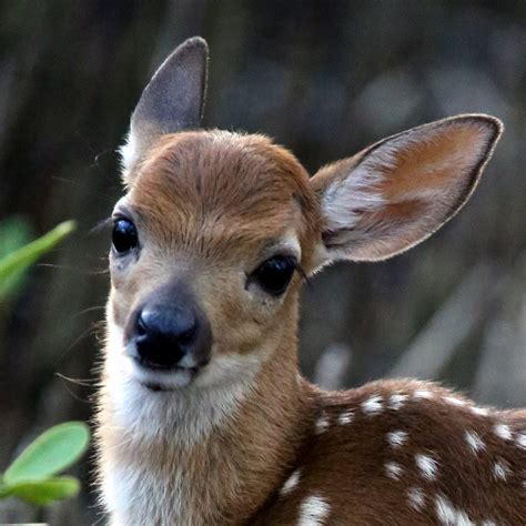 Protecting America’s Smallest Deer | by U.S. Fish and Wildlife Service ...