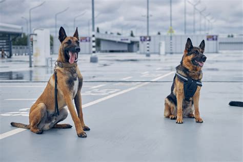 Belgian Malinois vs. German Shepherd: Quick Tricks to Tell Them Apart