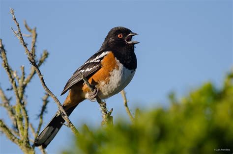 Spotted towhee - song / call / voice / sound.