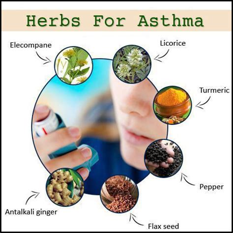 Top 10 Herbs for Treating Asthma | Top 10 Home Remedies