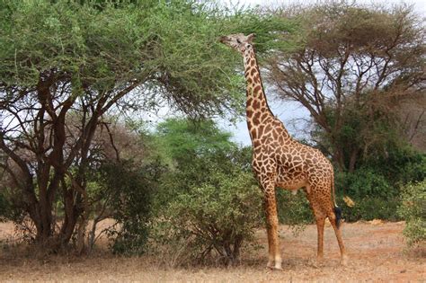 Giraffe Free Stock Photo - Public Domain Pictures