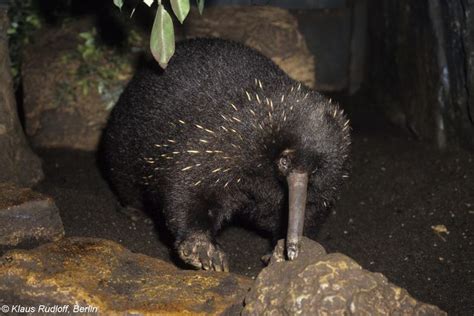 Eastern long beaked echidna - Alchetron, the free social encyclopedia