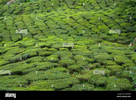 Tea plantation field in Cameron highlands, Malaysia. Green Tea garden ...