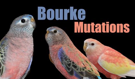 Bourke Mutations