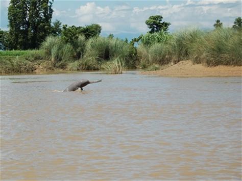 Ecology and conservation of Ganges River dolphin in Karnali, Nepal ...