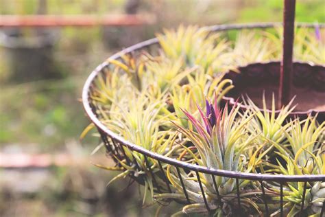 Air Plants: Your Complete Care Guide | Indoor Gardening