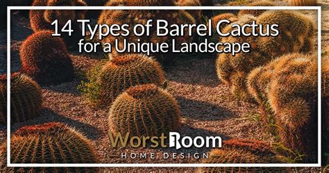 14 Types of Barrel Cactus for a Unique Landscape - Worst Room