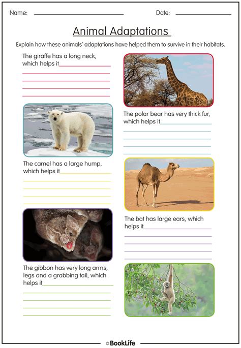 Physical Adaptations Of Animals Worksheets