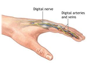 Nerve Injuries Finger | Hand2Shoulder Clinic