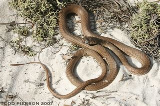 Masticophis flagellum - Baja California Coachwhip -- Discover Life