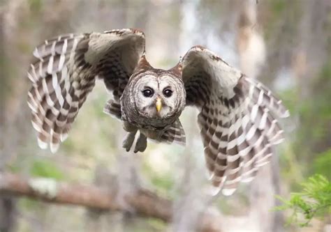 What does it mean when a Barred Owl screeches? - Birdful