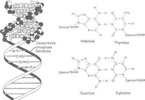 Deoxyribonucleic Acid