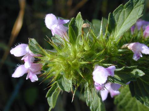 flowers for flower lovers.: Nettle flowers pictures.