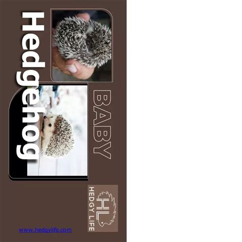 PPT - Get thorough tips on how to baby hedgehog care with Hedgy Life! PowerPoint Presentation ...