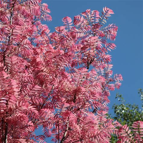 Buy Chinese mahogany Toona sinensis 'Flamingo'