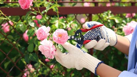 Avoid These 5 Common Rose Growing Mistakes This Season