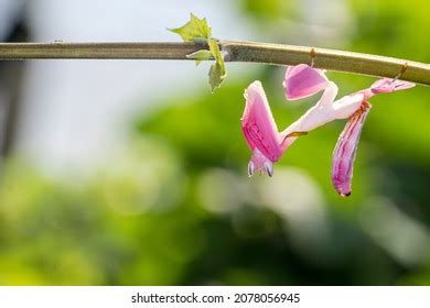 537 Orchid mantis camouflage Images, Stock Photos & Vectors | Shutterstock