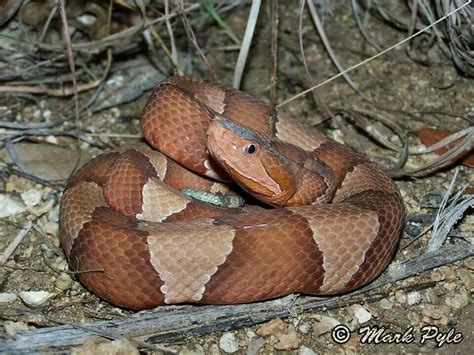 Copperhead | Snake venom