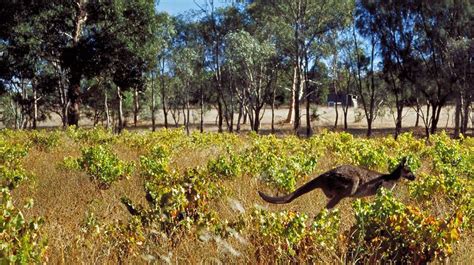 d'Arenberg, McLaren Vale | Ultimate Winery Experiences Australia ...