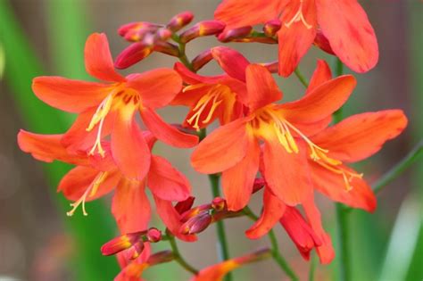 15 Knockout Crocosmia Varieties With Advice From An Experienced Grower | Horticulture Magazine