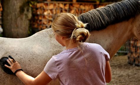 How to identify 8 common equine skin diseases (2022)