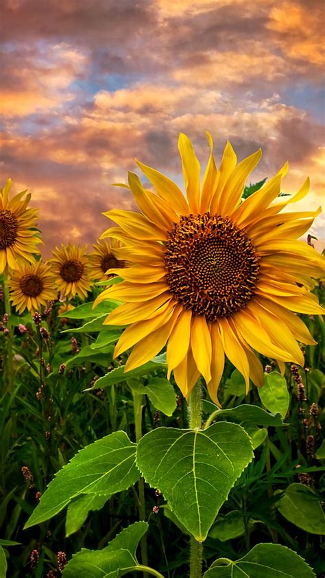 Sunflower Mobile HD Wallpaper | Sunflower iphone wallpaper, Sunflowers ...