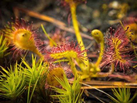 Sundew Plant Care | Plantly