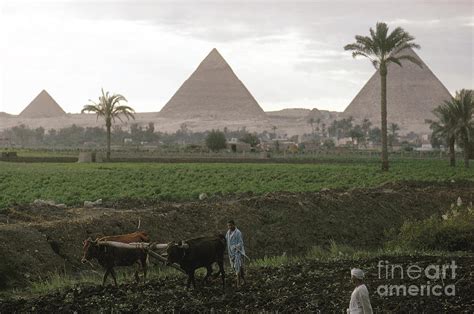 Egypt: Farming, C1970 Photograph by Granger