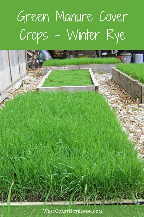 Green Manure Cover Crops – Winter Rye | Winter plants, Soil improvement ...