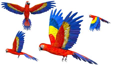 Parrot 3d model rigged and low poly - Team 3d Yard