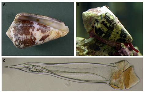 Examples of cone snail species found off the Brazilian coast. (A) Conus ...