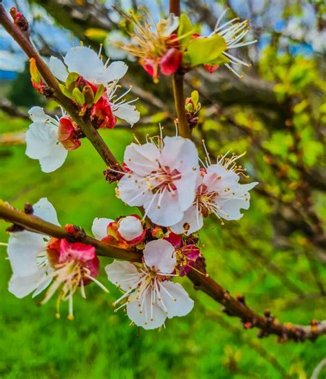 Identifying fruit trees by their flowers – Grow Great Fruit